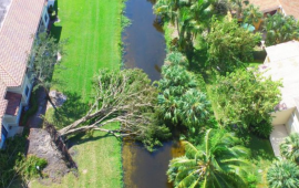 Tree fallen into canal