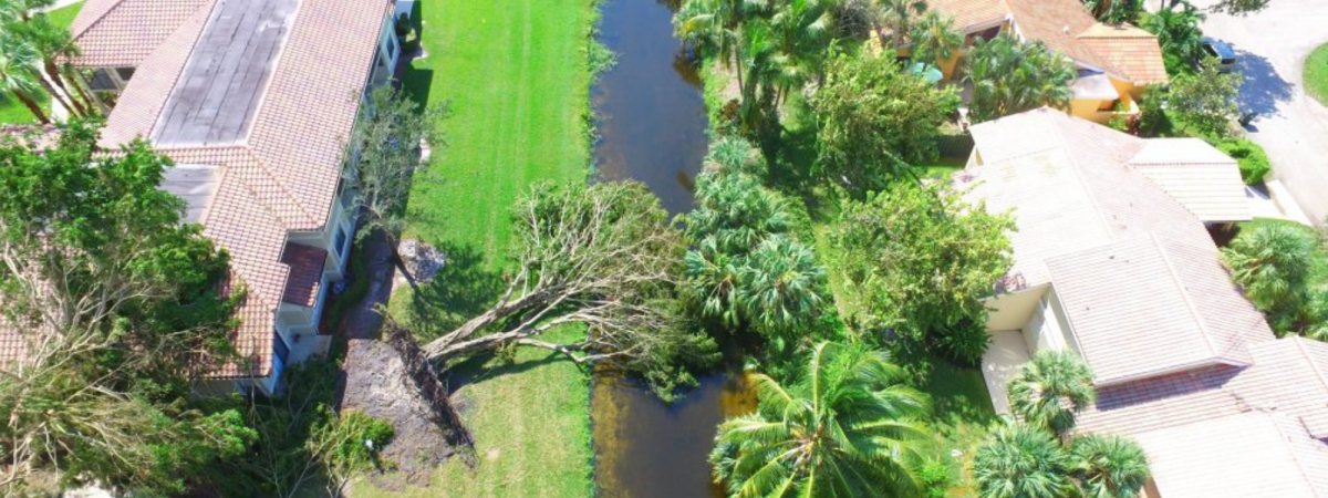 Tree fallen into canal